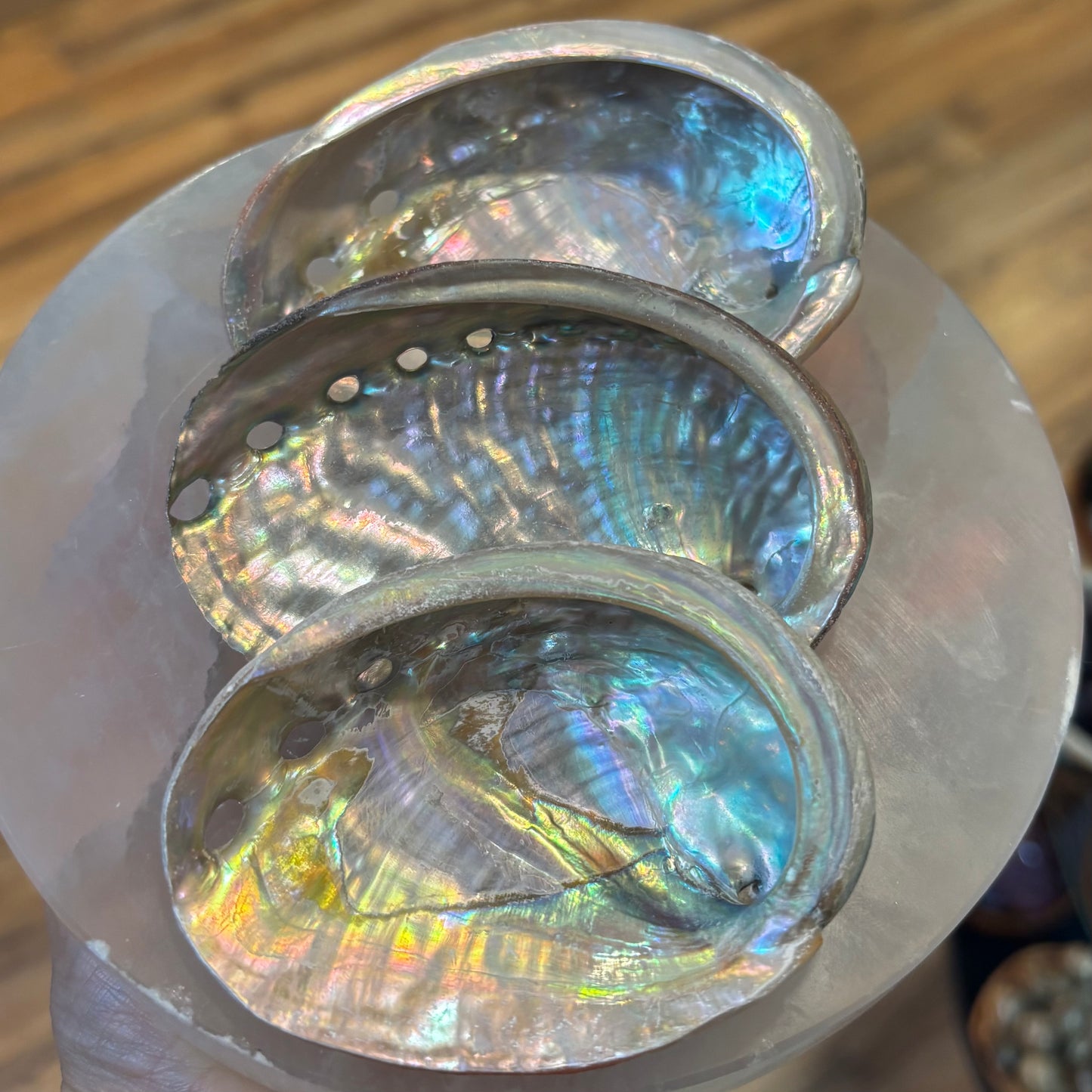 Abalone Shell